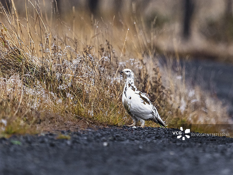 伪装的雷鸟等待寒冷的冬季图片素材