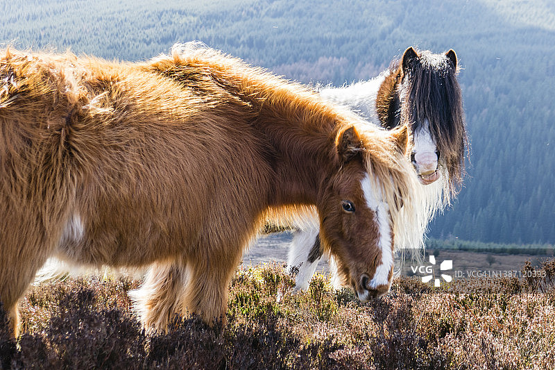 两匹野马在山顶上，图片拍摄于蒙茅斯郡路，也是坎布里安路，威尔士蒙茅斯郡，三月，春天图片素材