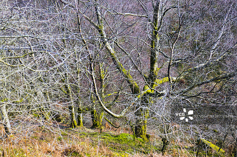 树皮上长满苔藓的树木；图片拍摄于威尔士蒙茅斯郡的蒙茅斯郡步道和寒武纪山路，三月，春天图片素材