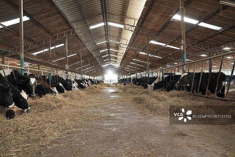 奶牛场图片素材