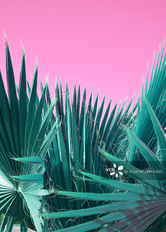 粉色背景下的扇叶棕榈图片素材