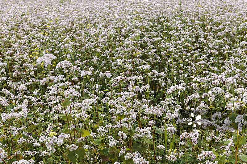 盛开的荞麦田图片素材