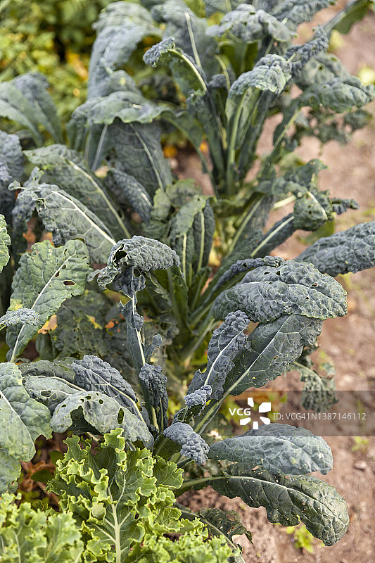 花园里的黑叶甘蓝图片素材