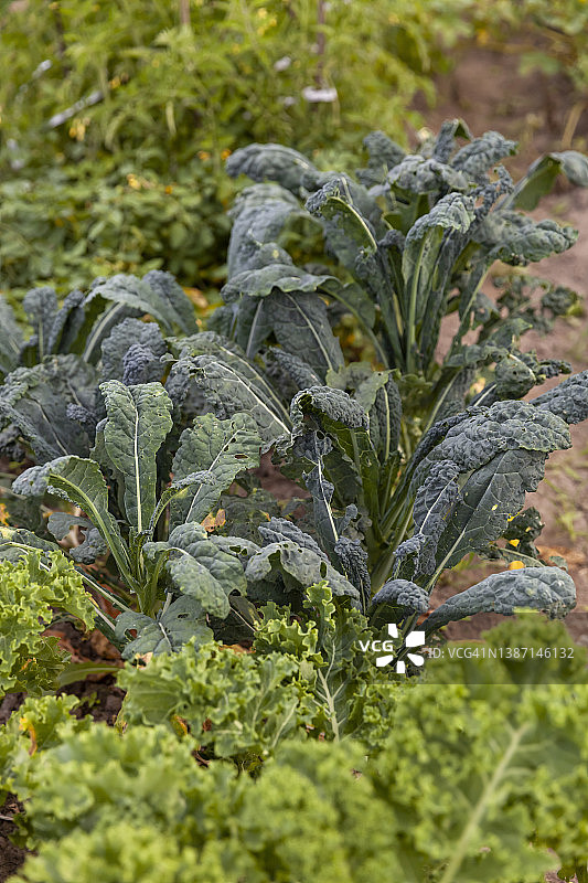 花园里的黑叶甘蓝图片素材