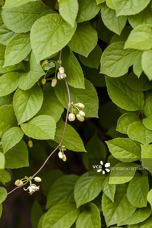 五味子图片素材