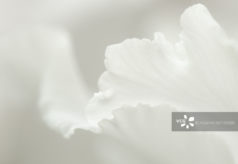 梦幻般的白色仙客来褶皱花瓣图片素材