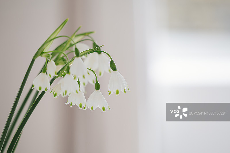 室内剪纸雪花图片素材