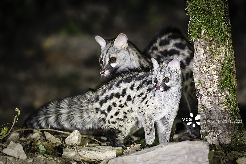 小型斑点麝猫图片素材