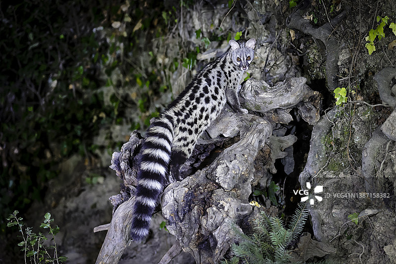 小斑点麝猫图片素材