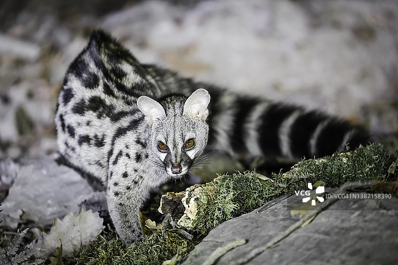 小斑点麝猫图片素材