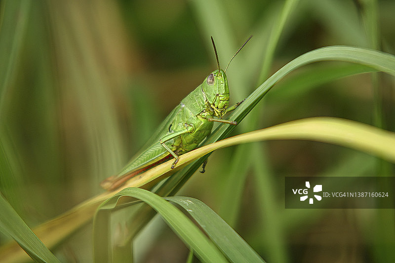 草丛中的蚱蜢图片素材