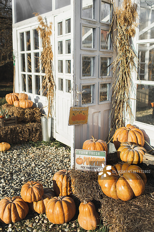南瓜农场或感恩节和万圣节准备图片素材