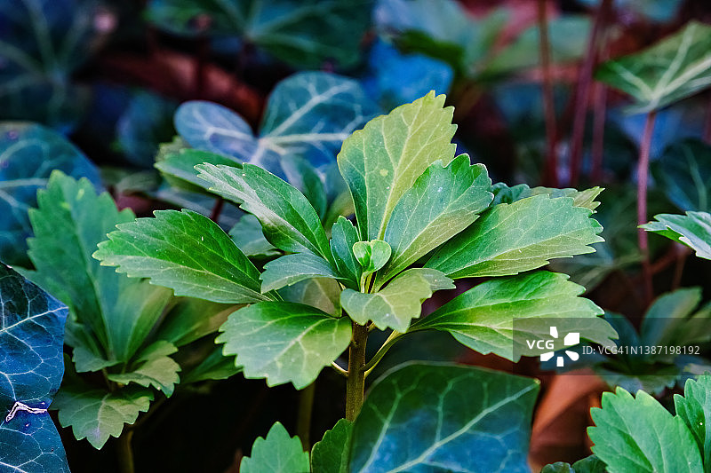 观赏花园中的山绿草图片素材