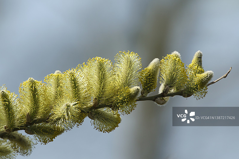 春天野外生长的美丽柳树枝图片素材