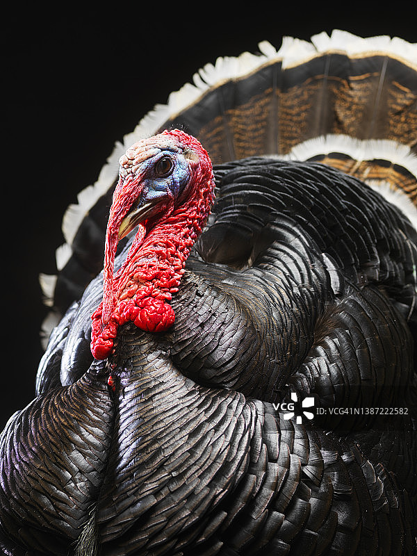 野生火鸡图片素材