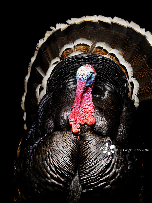 野生火鸡图片素材