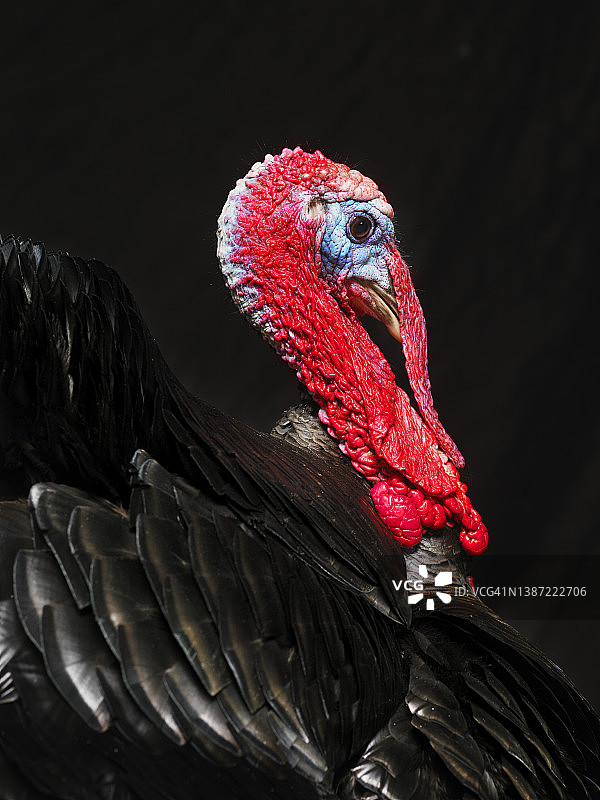 野生火鸡图片素材