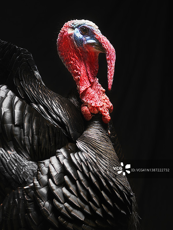 野生火鸡图片素材