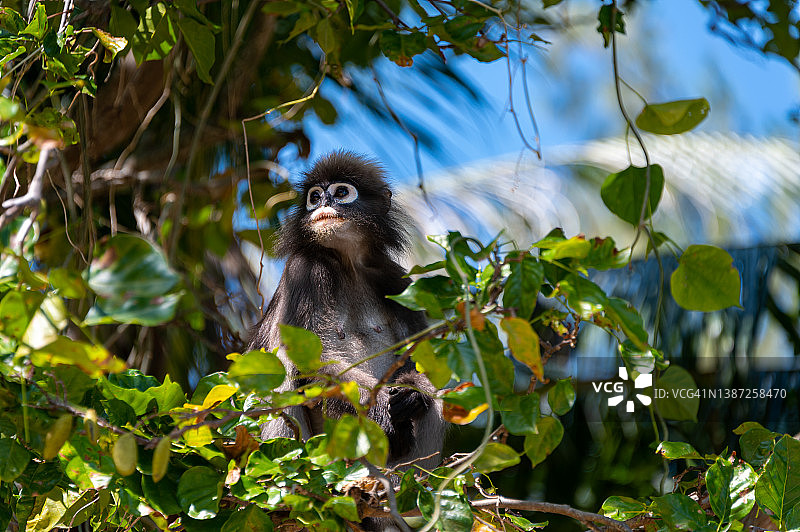 在泰国甲米树上玩耍的猴子图片素材