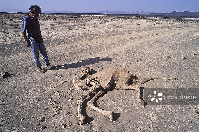厄立特里亚，前往达纳基勒沙漠路上的死骆驼图片素材