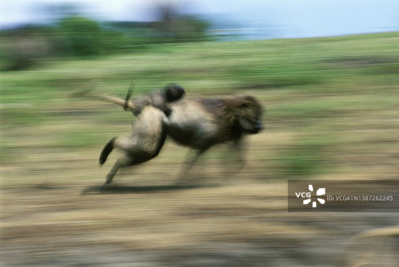 埃塞俄比亚奔跑的狒狒母子图片素材