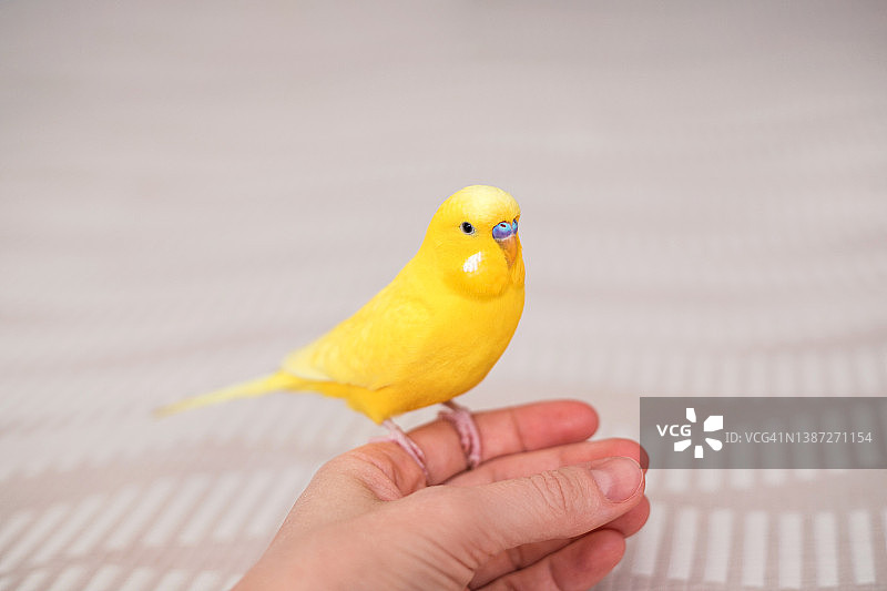 黄色波浪鹦鹉站在家里的卧室的手上图片素材