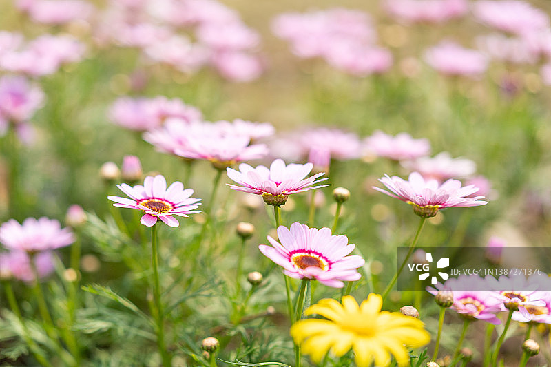 路边盛开的菊花图片素材