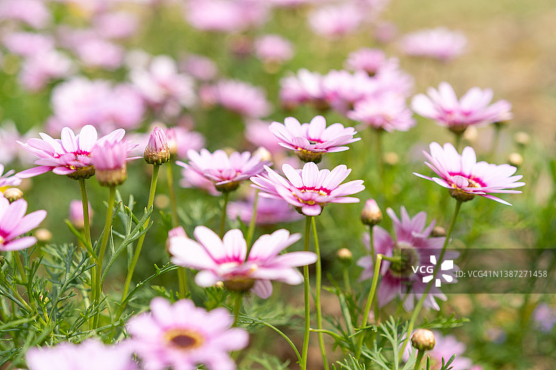 路边盛开的菊花图片素材