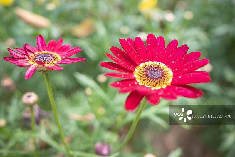路边盛开的菊花图片素材