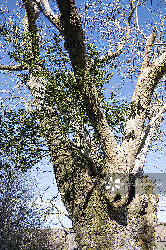 一棵年轻的冬青树生长在一棵白蜡树中；图片摄于威尔士蒙茅斯郡的蒙茅斯郡之路，三月，春天图片素材