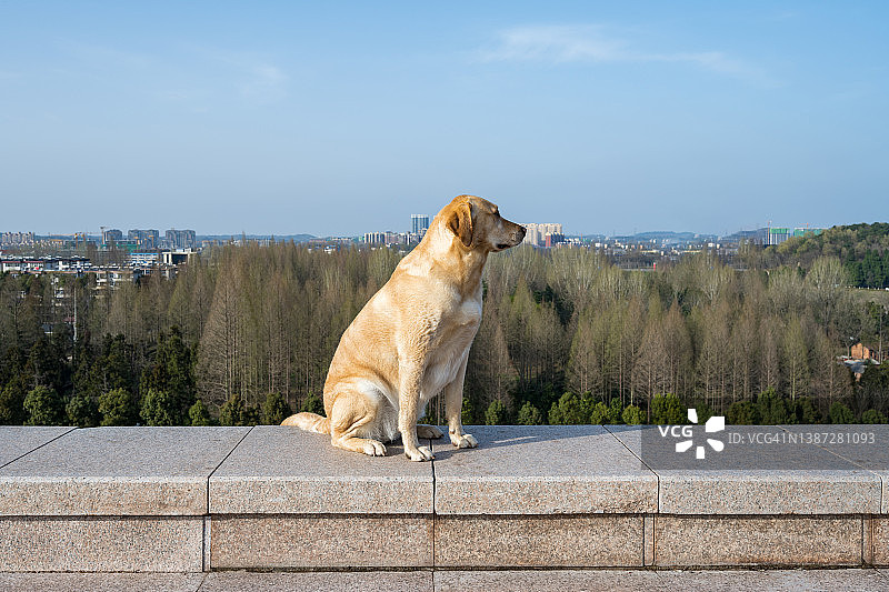 拉布拉多蹲在路边，背景是明亮的郊区景观图片素材