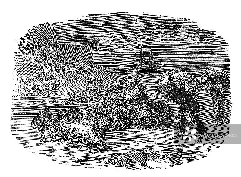 探险者与狗拉雪橇队采集苔藓古董插画图片素材