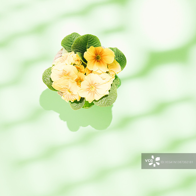 绿色背景下盛开黄色花朵的报春花，俯视图，春季园艺概念图片素材