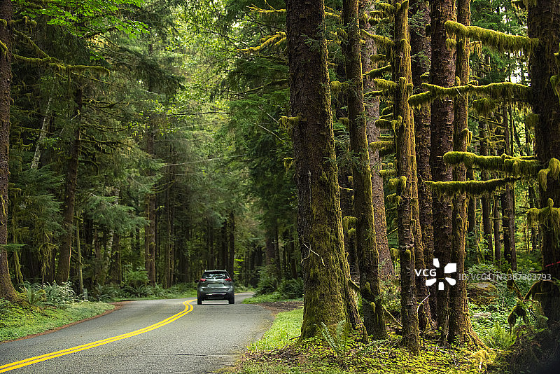 仰视视角下的美国华盛顿州奥林匹克国家公园霍河雨林图片素材