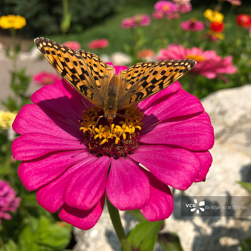 百日草与蝴蝶图片素材