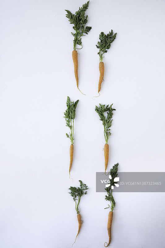 带缨的可爱小胡萝卜图片素材