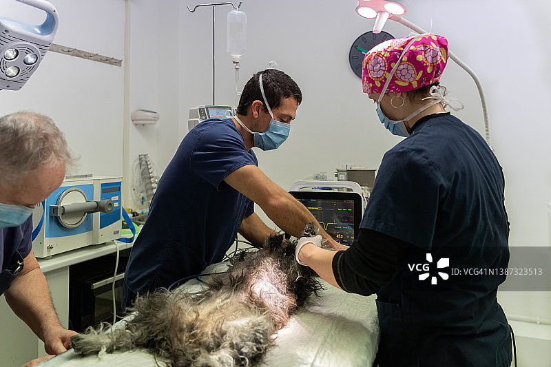 兽医正在与动物互动图片素材