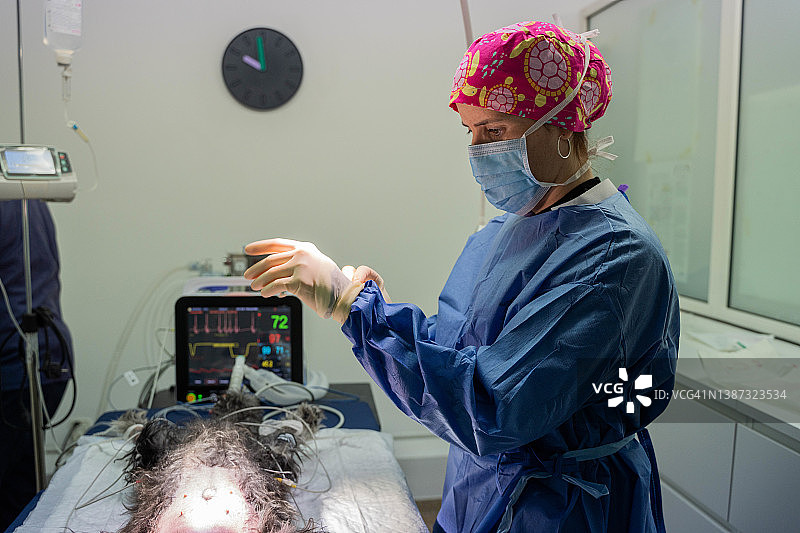 兽医戴上手套图片素材