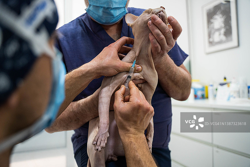 兽医检查动物图片素材