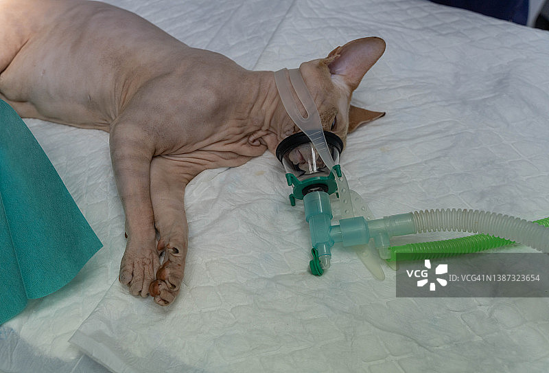 正在接受辅助呼吸的猫图片素材