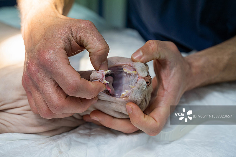 张着嘴的斯芬克斯猫图片素材