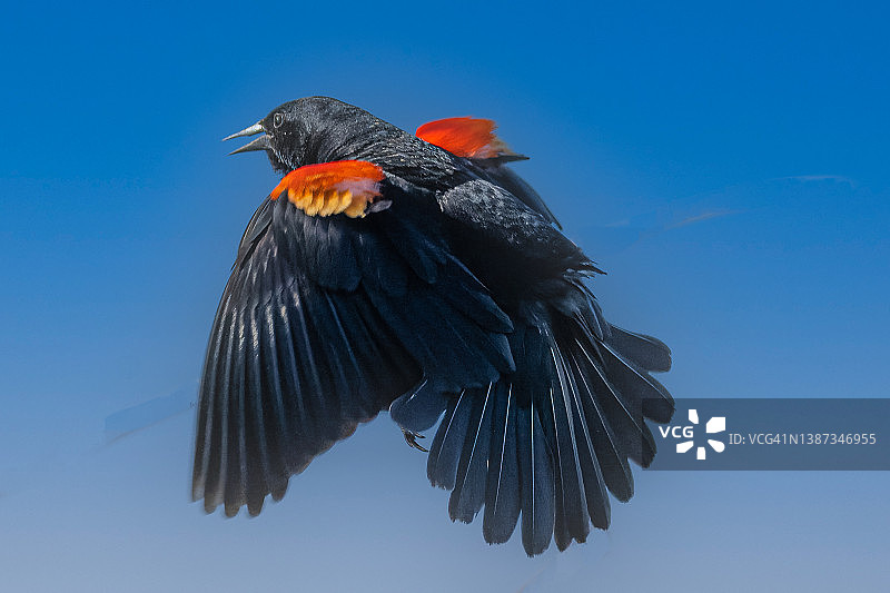 红翼黑鸟图片素材