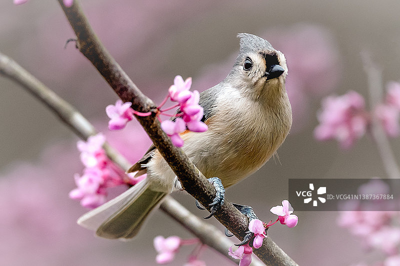 簇绒山雀：在盛开的粉红色紫荆树上的灰白色鸟图片素材