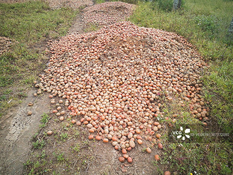 大量新鲜的猕猴桃被遗弃在田地里腐烂图片素材