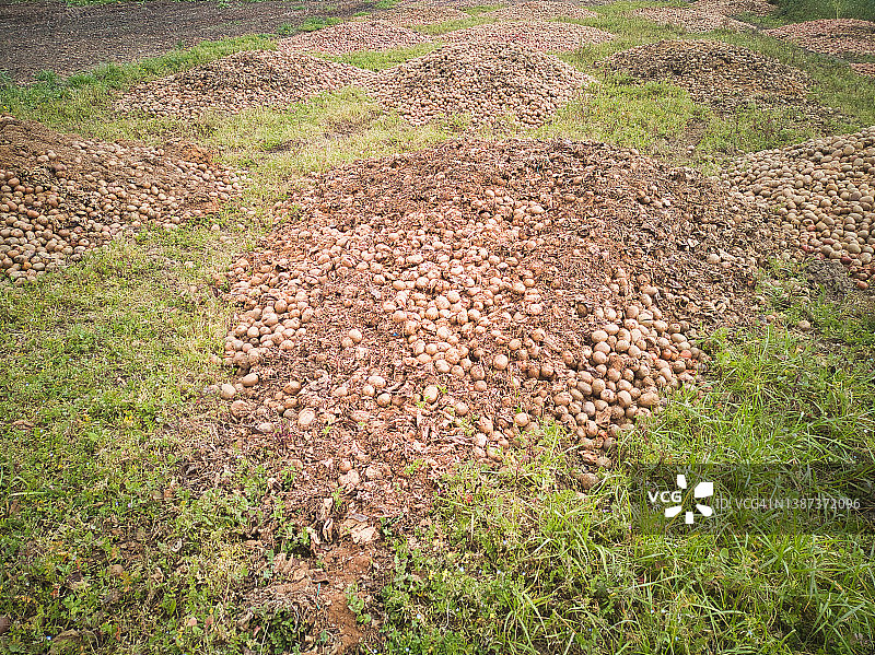 大量新鲜的猕猴桃被遗弃在田地里腐烂图片素材