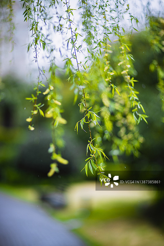 生长中的春柳图片素材