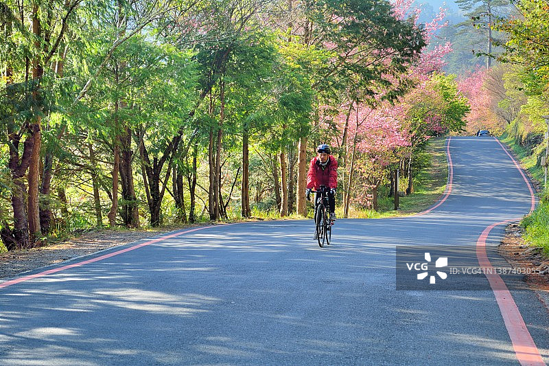 在中国台湾武陵农场樱花季骑行图片素材