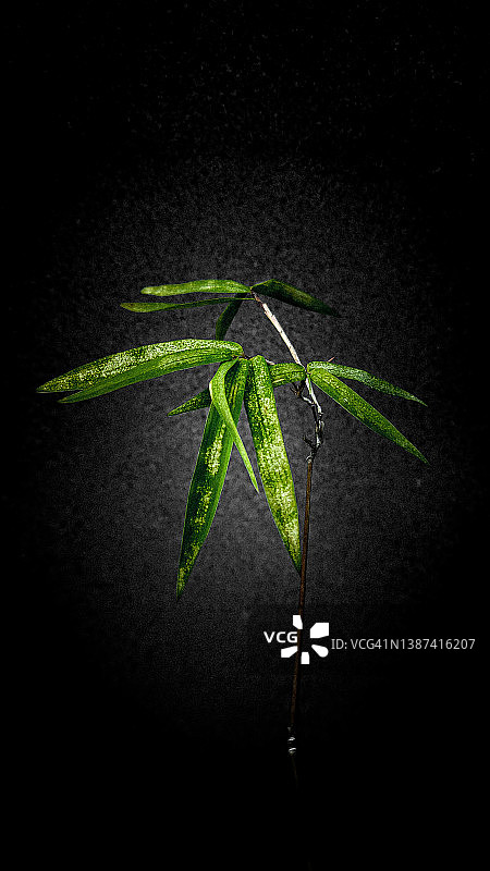 办公室竹子图片素材