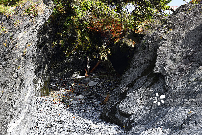 不列颠哥伦比亚温哥华岛植物学湾植物海滩的洞穴图片素材