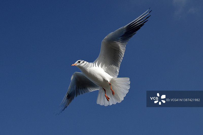 冬季羽毛的成年黑头鸥图片素材